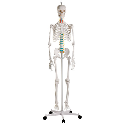 Erler Zimmer Skelettmodell „Schulskelett Oscar“