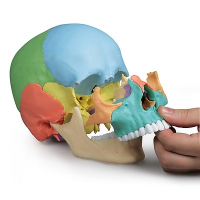 Erler Zimmer Skelettmodell „Osteopathie-Schädelmodell“, 22-teilig Ansicht 2
