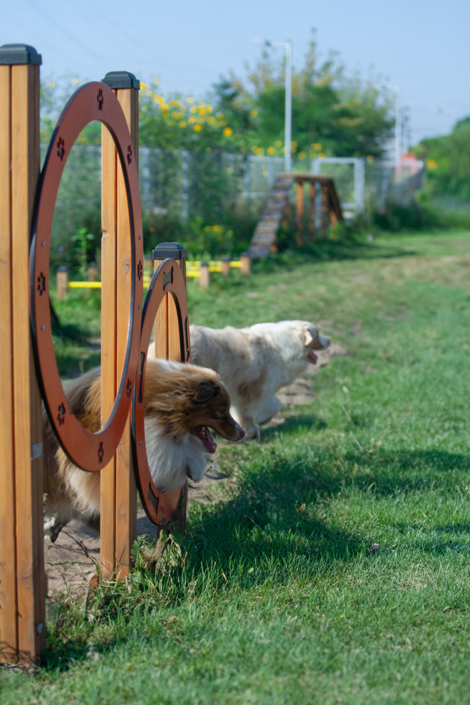 Doppelte Durchsprungringe für Hunde Ansicht 3