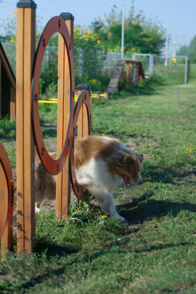 Doppelte Durchsprungringe für Hunde Ansicht 4