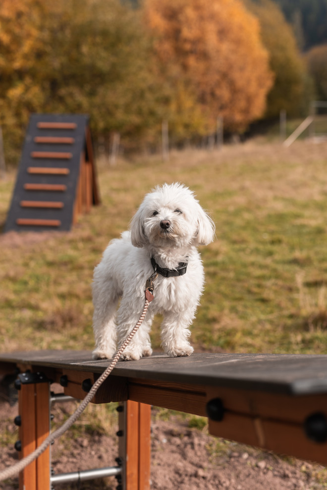 Schaukel für Hunde Ansicht 4