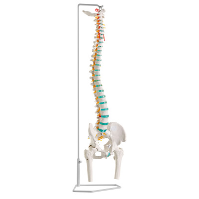 Erler Zimmer Skelettmodell „Flexible Wirbelsäule“, Sport-Thieme