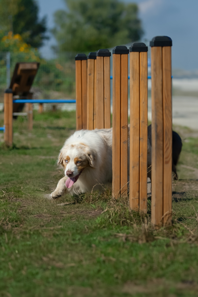 Slalom für Hunde Ansicht 3