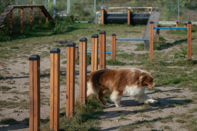Slalom für Hunde Ansicht 4