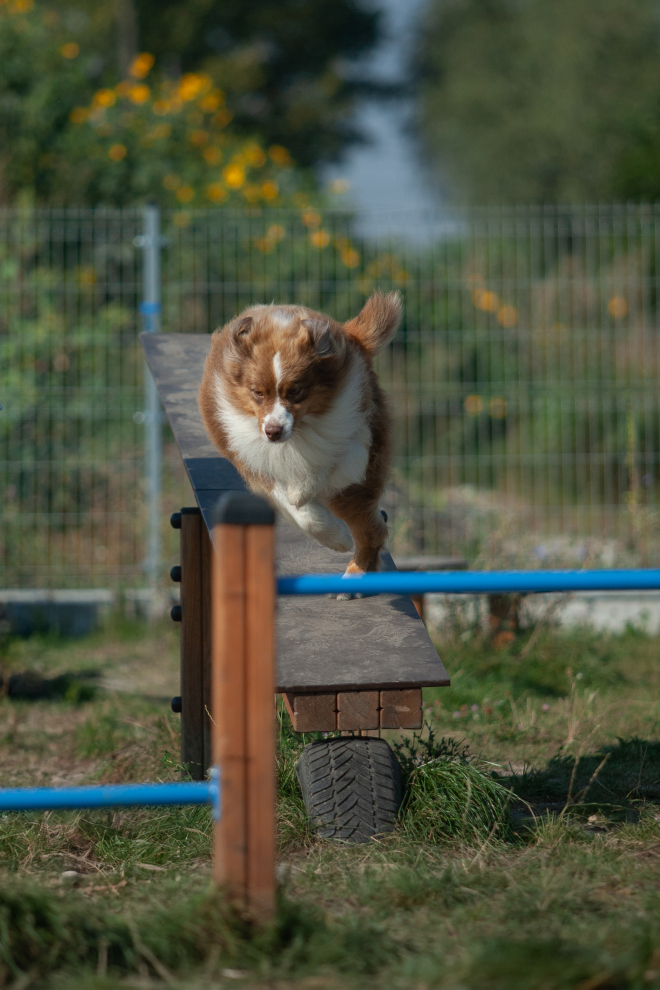 Hunde Sprungstangensatz Ansicht 3