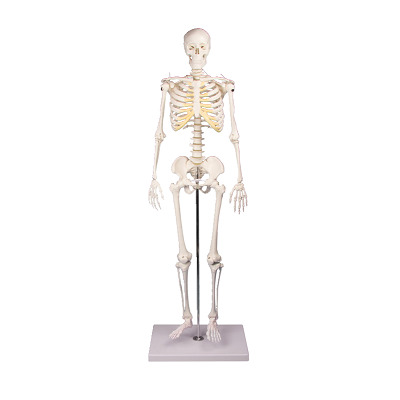Erler Zimmer Skelettmodell „Miniatur-Skelett Tom“