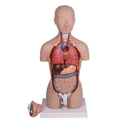 Erler Zimmer Anatomisches Modell „Miniatur-Torso“, Sport-Thieme
